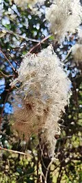Fotografía de referencia de Clematis haenkeana