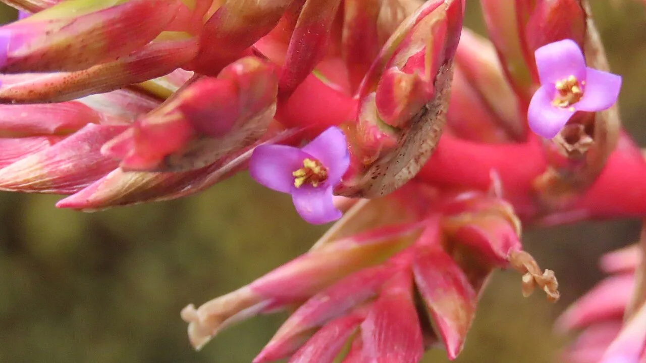 Fotografía de referencia de Tillandsia complanata