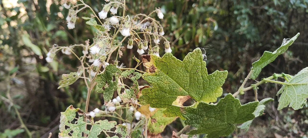 Fotografía de referencia de Jungia rugosa