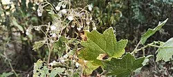 Fotografía de referencia de Jungia rugosa