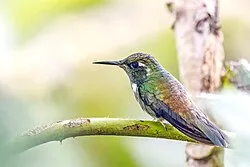 Fotografía de referencia de Schistes geoffroyi