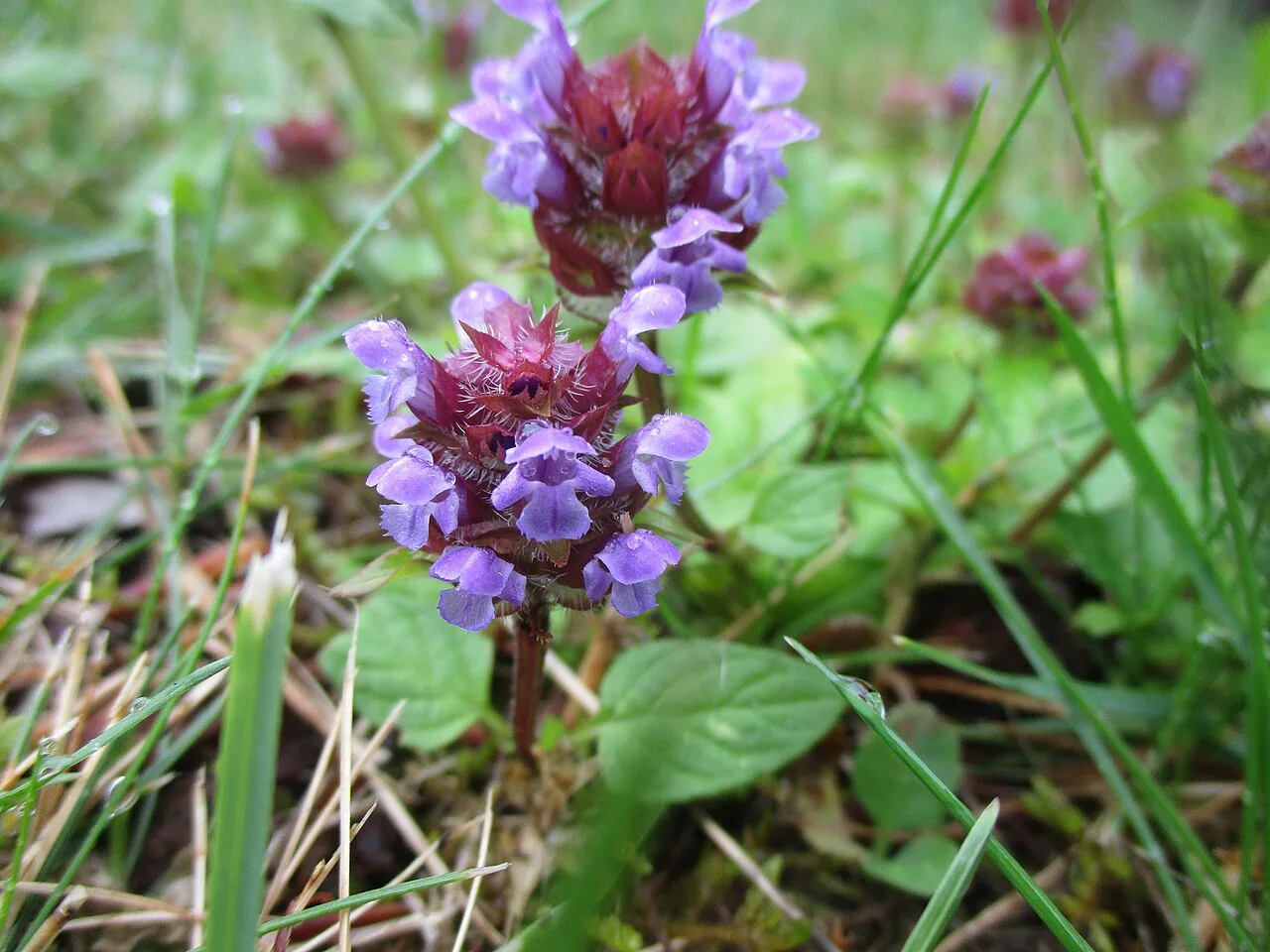 Fotografía de referencia de Prunella vulgaris