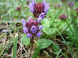 Fotografía de referencia de Prunella vulgaris