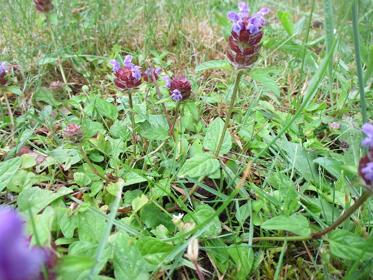 Fotografía de referencia de Prunella vulgaris