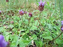 Fotografía de referencia de Prunella vulgaris