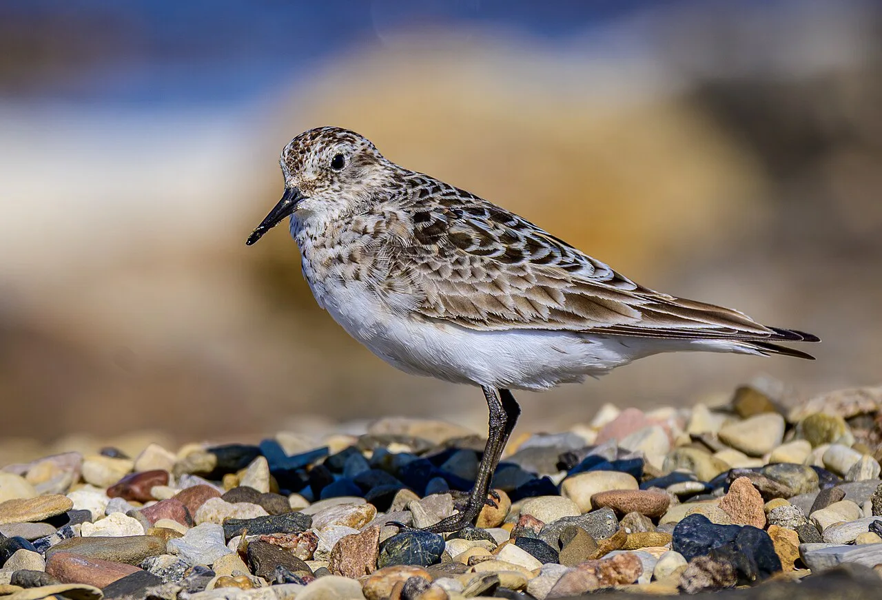 Fotografía de referencia de Calidris bairdii
