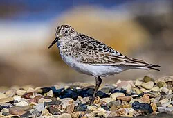 Fotografía de referencia de Calidris bairdii