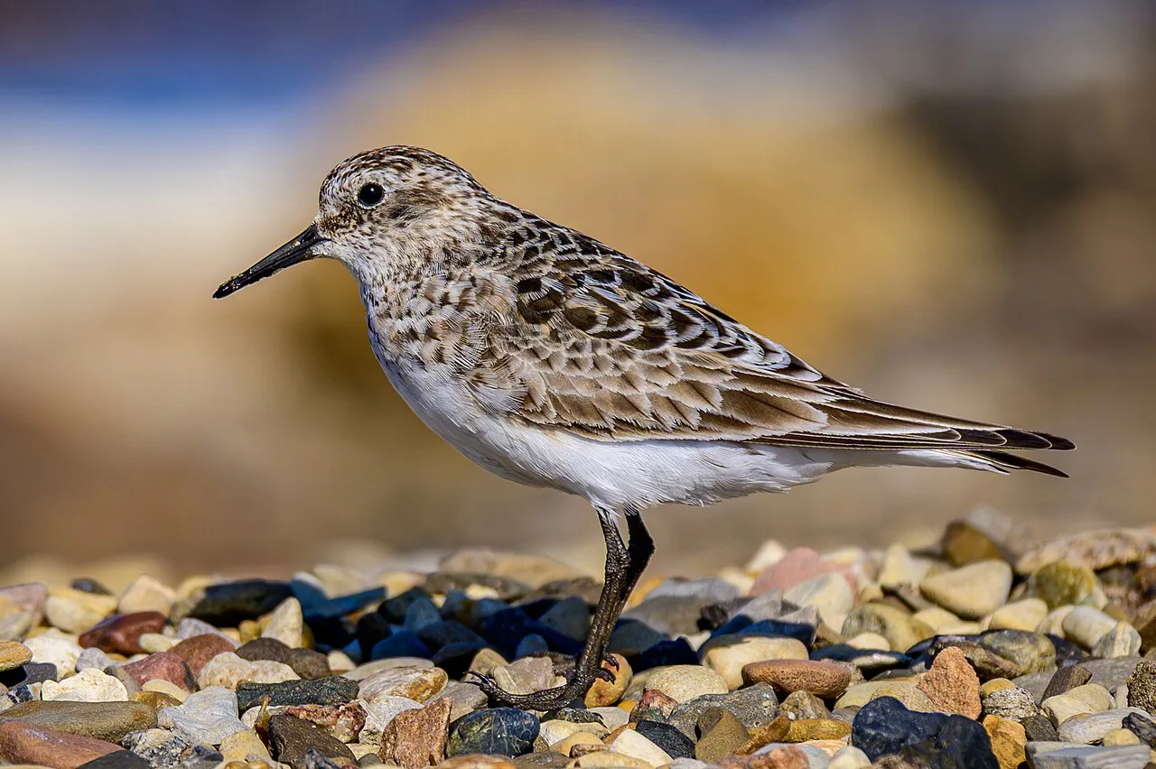 Fotografía de referencia de Calidris bairdii
