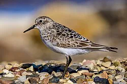 Fotografía de referencia de Calidris bairdii