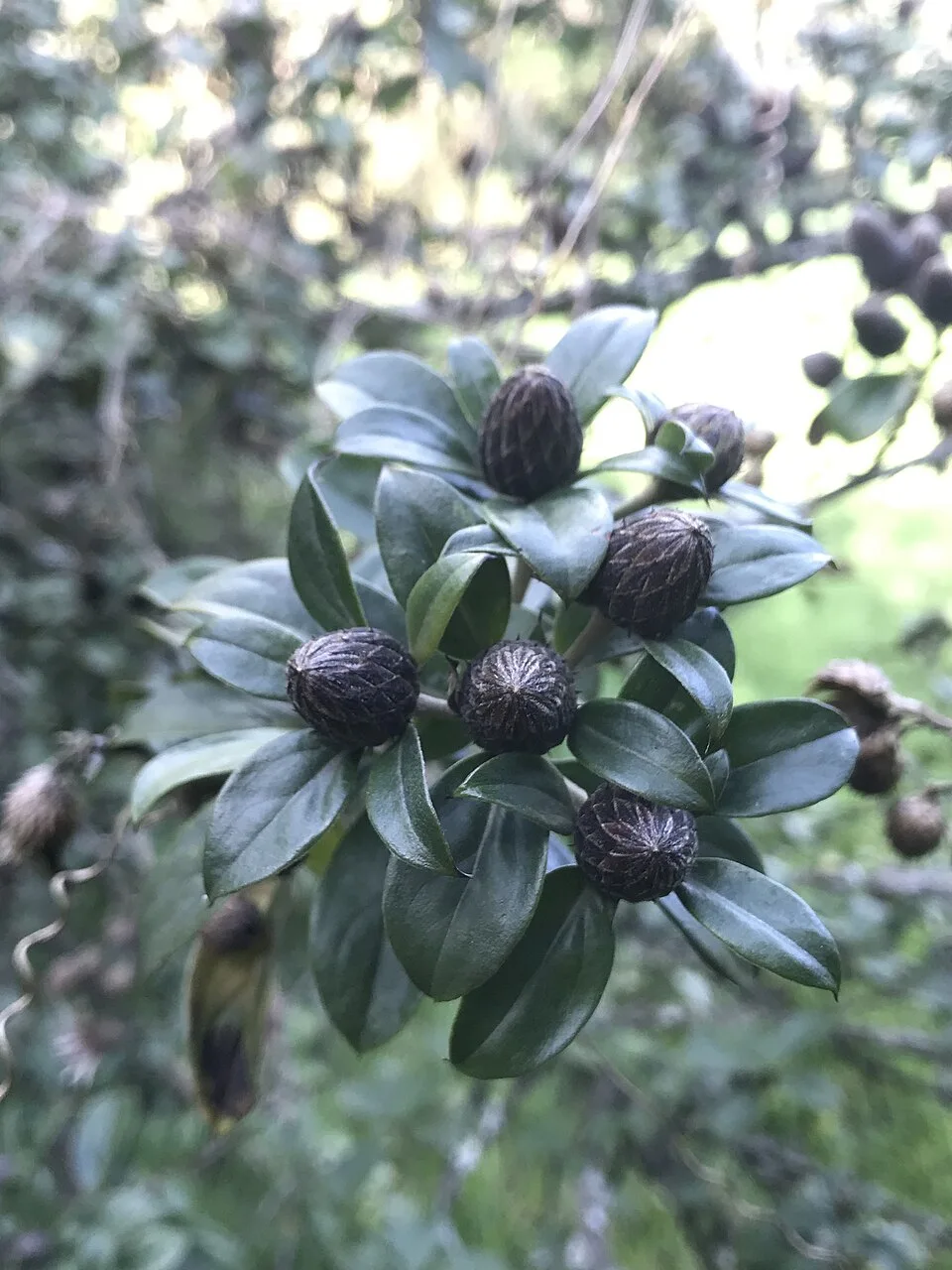Fotografía de referencia de Barnadesia spinosa