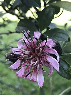 Fotografía de referencia de Barnadesia spinosa