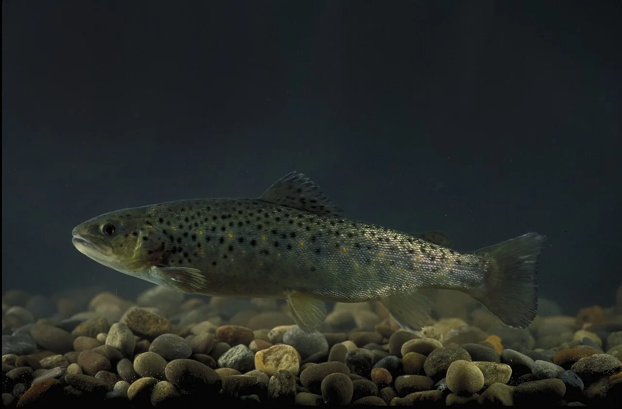 Fotografía de referencia de Salmo trutta