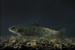 Fotografía de referencia de Salmo trutta