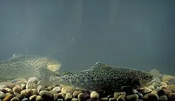 Fotografía de referencia de Salmo trutta