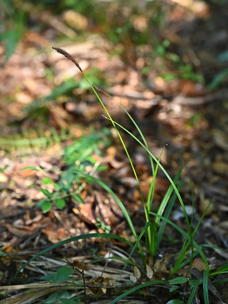 Fotografía de referencia de Carex phleoides