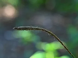 Fotografía de referencia de Carex phleoides