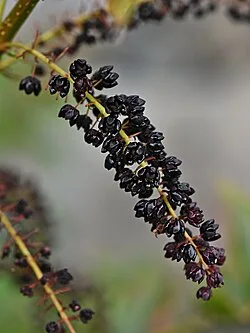 Fotografía de referencia de Coriaria ruscifolia