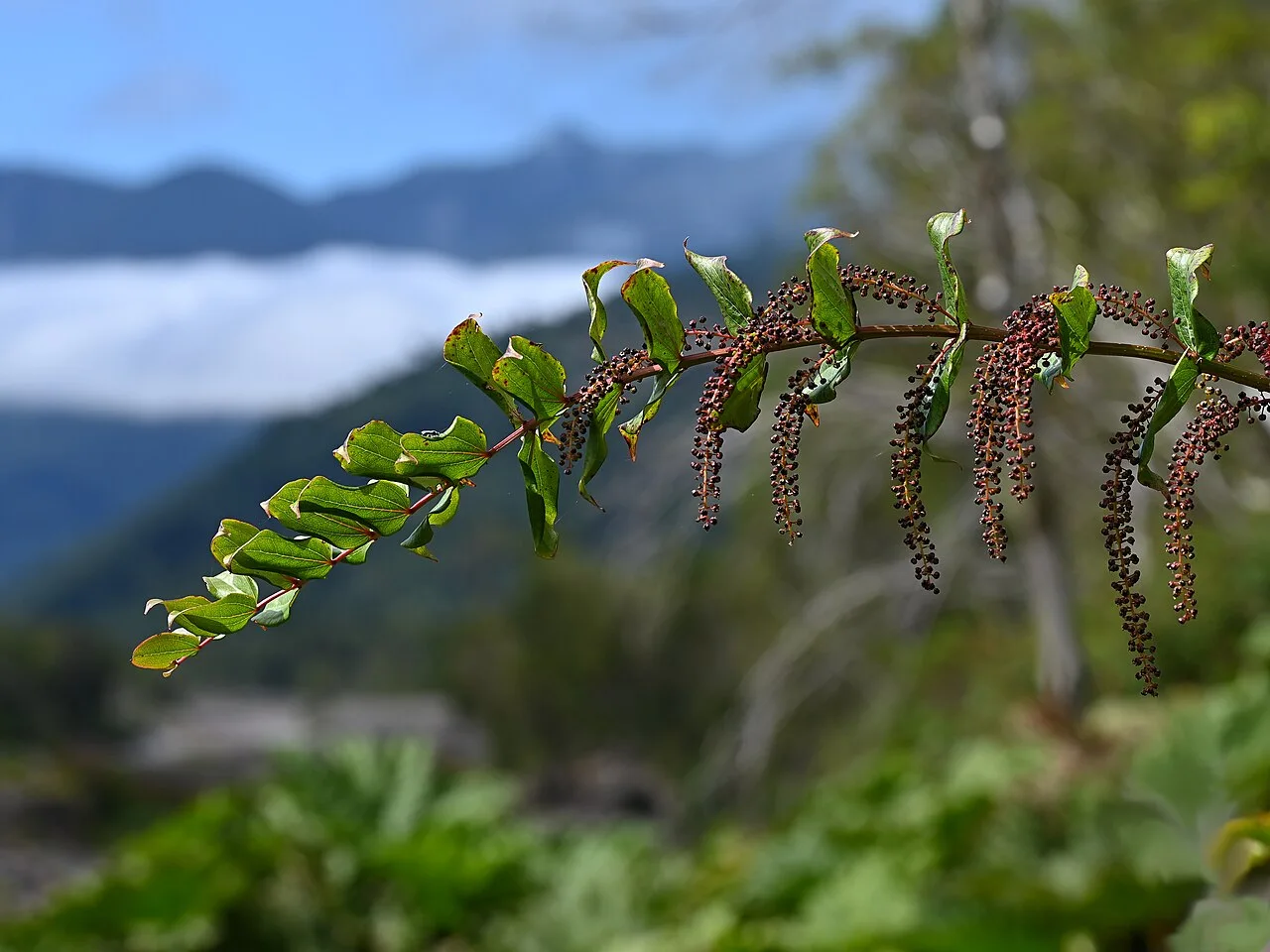 Fotografía de referencia de Coriaria ruscifolia
