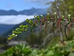 Fotografía de referencia de Coriaria ruscifolia