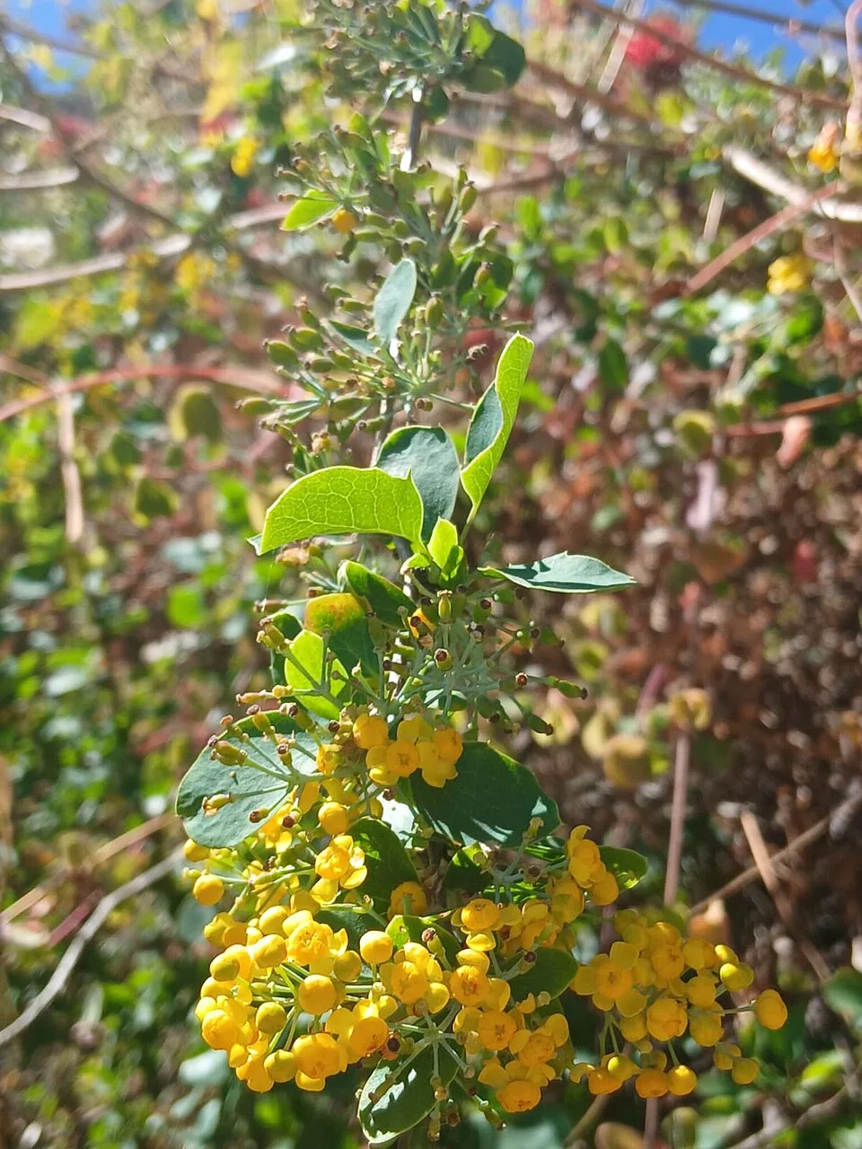 Fotografía de referencia de Berberis lutea