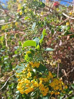 Fotografía de referencia de Berberis lutea