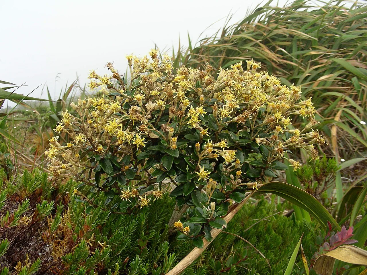 Fotografía de referencia de Gynoxys buxifolia