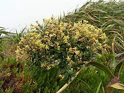Fotografía de referencia de Gynoxys buxifolia