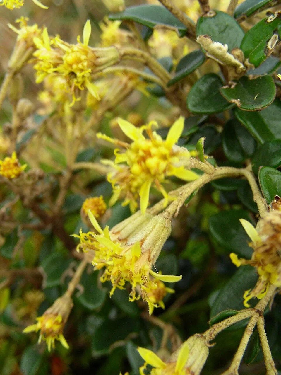 Fotografía de referencia de Gynoxys buxifolia