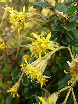 Fotografía de referencia de Gynoxys buxifolia
