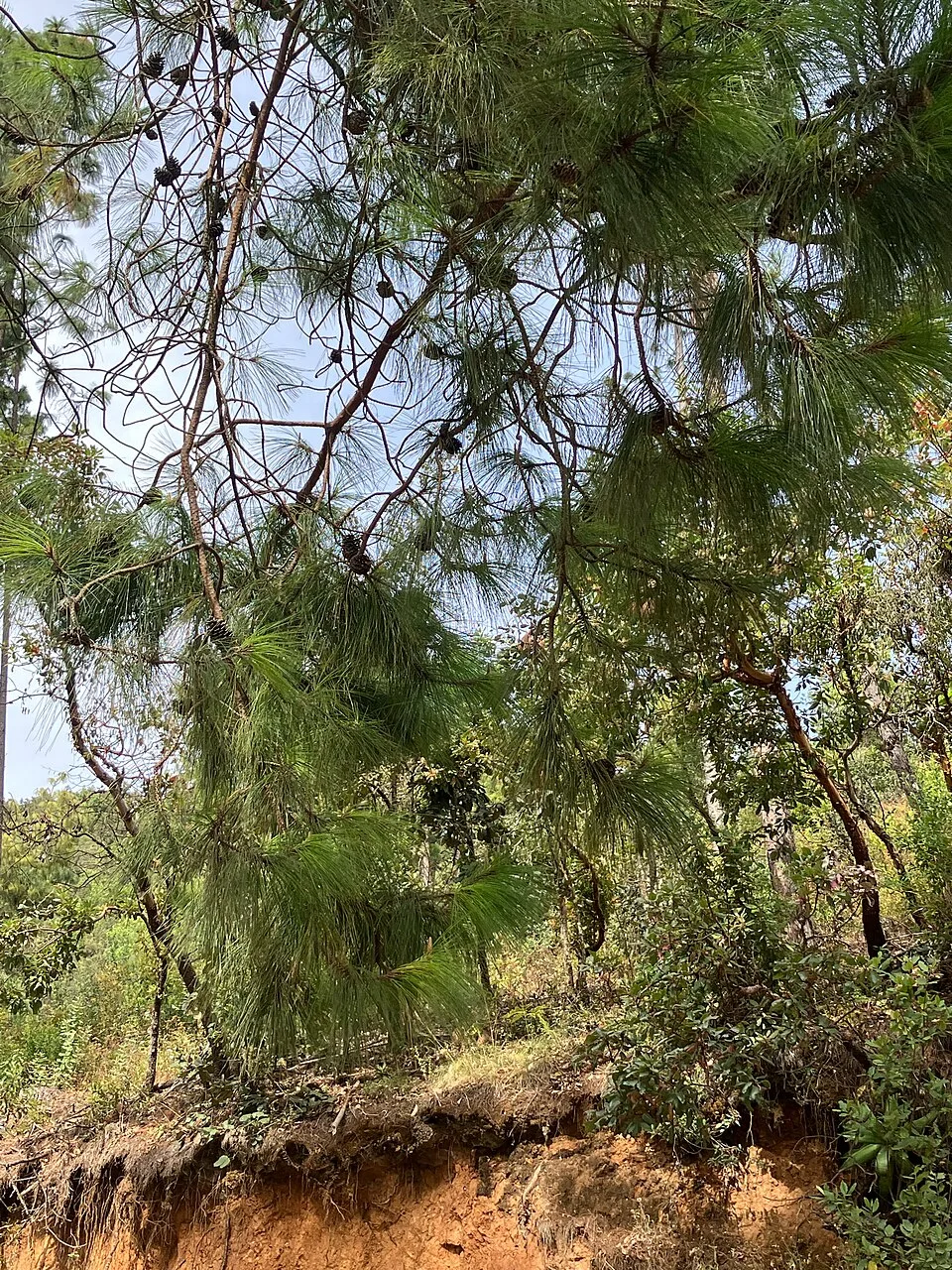 Fotografía de referencia de Pinus patula