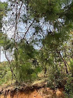 Fotografía de referencia de Pinus patula