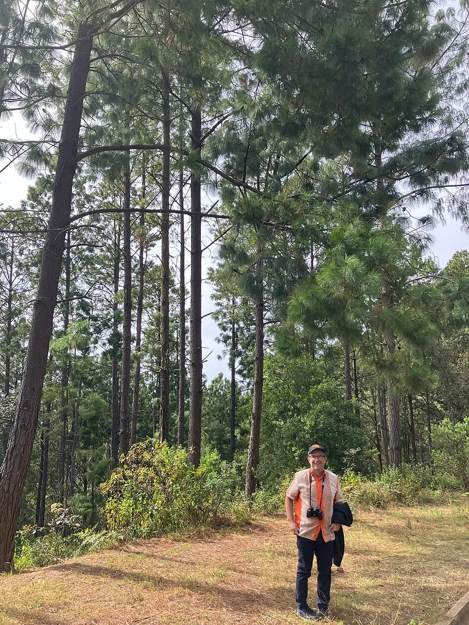 Fotografía de referencia de Pinus patula