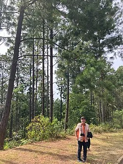 Fotografía de referencia de Pinus patula