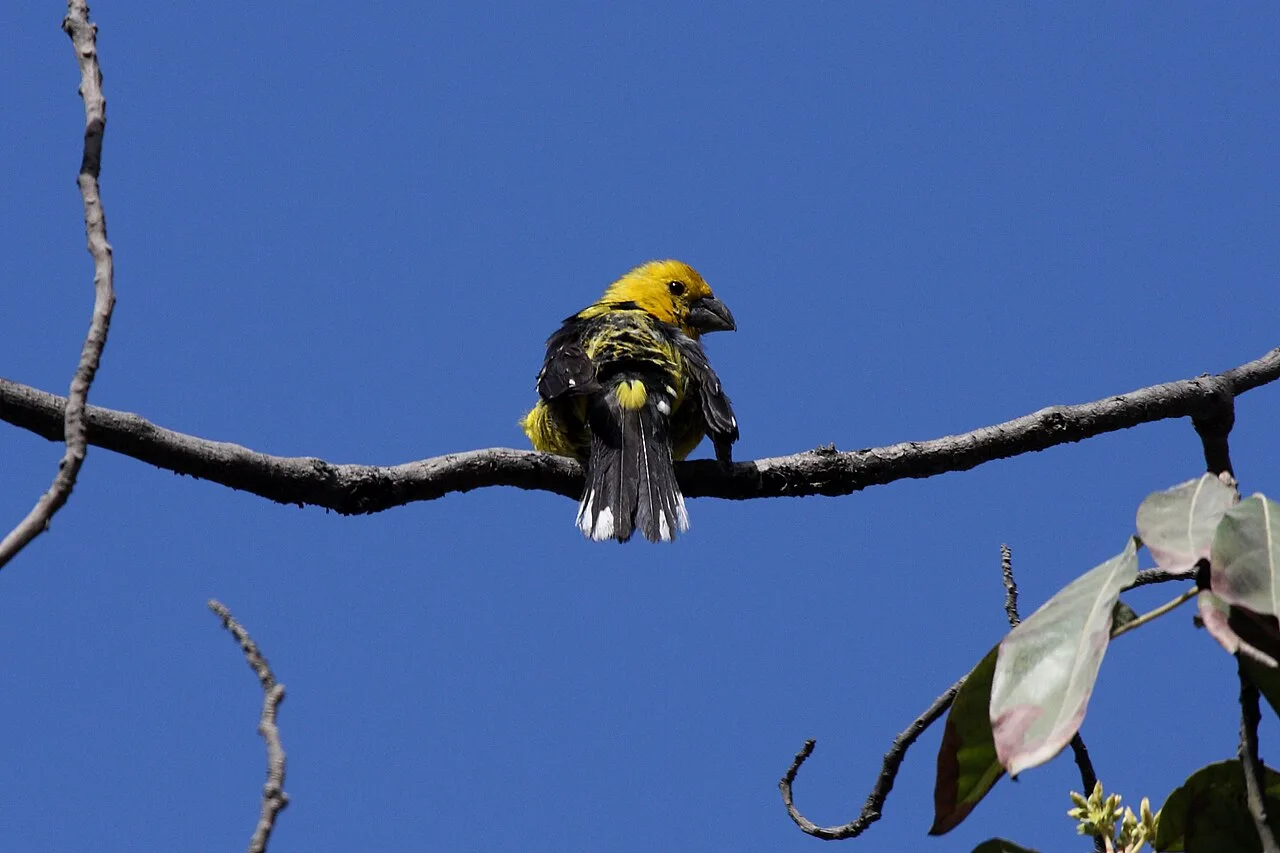 Fotografía de referencia de Pheucticus chrysogaster