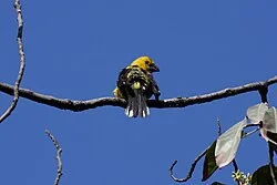Fotografía de referencia de Pheucticus chrysogaster
