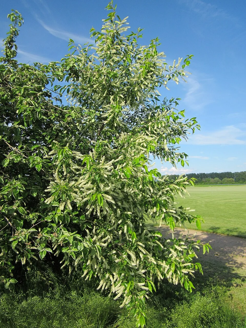Fotografía de referencia de Prunus serotina