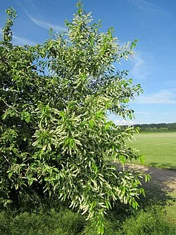 Fotografía de referencia de Prunus serotina