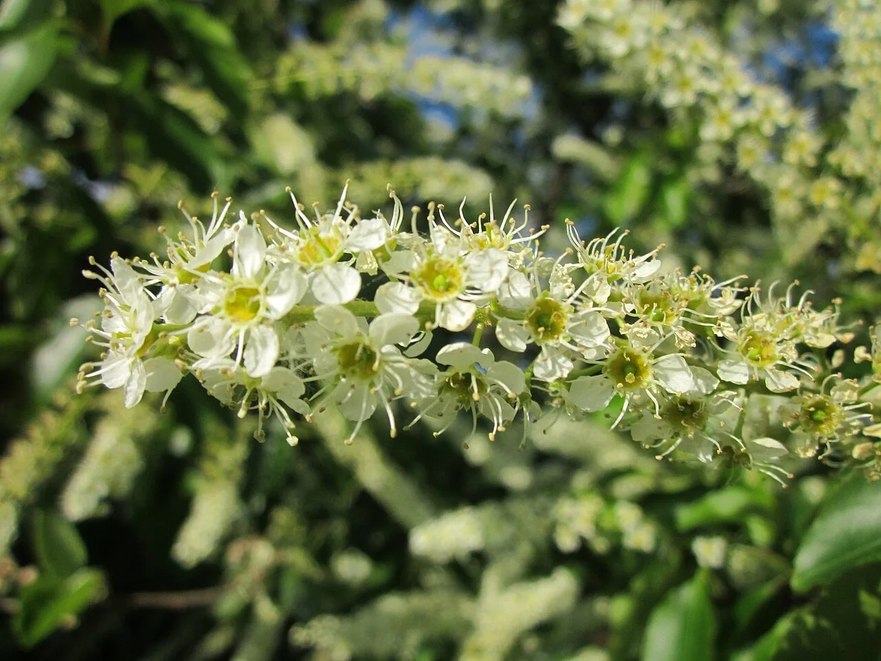 Fotografía de referencia de Prunus serotina
