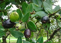 Fotografía de referencia de Myrcianthes rhopaloides