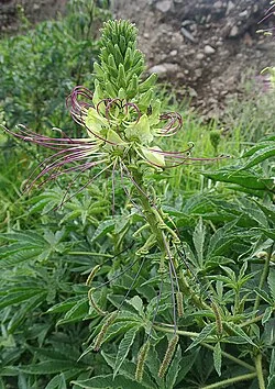 Fotografía de referencia de Cleome anomala