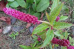 Fotografía de referencia de Phytolacca bogotensis