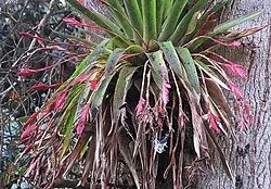 Fotografía de referencia de Tillandsia complanata