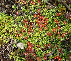 Fotografía de referencia de Nertera granadensis