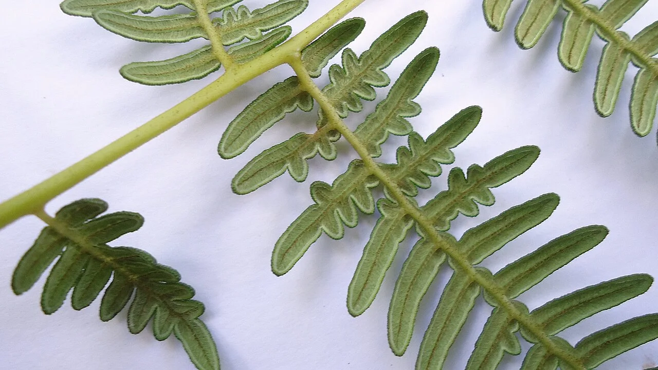 Fotografía de referencia de Pteridium arachnoideum