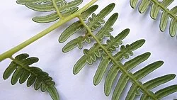 Fotografía de referencia de Pteridium arachnoideum