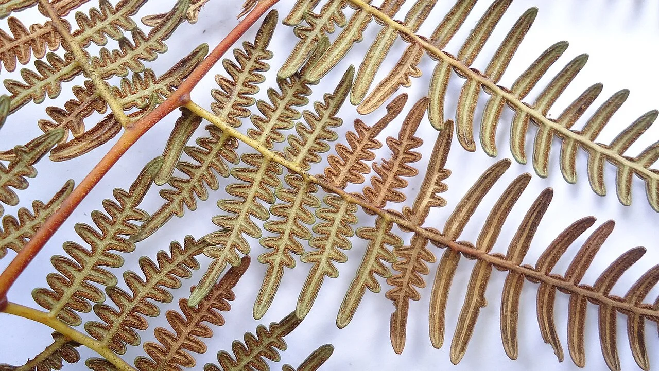 Fotografía de referencia de Pteridium arachnoideum
