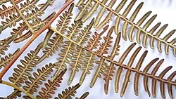 Fotografía de referencia de Pteridium arachnoideum