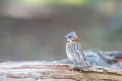 Fotografía de referencia de Zonotrichia capensis