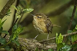 Fotografía de referencia de Cistothorus platensis