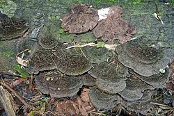 Fotografía de referencia de Hexagonia hydnoides